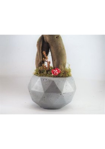 Ficus Ginseng Bonsai & Gri Geometrik Beton Saksıda Hediyelik Canlı Çiçek modelleri