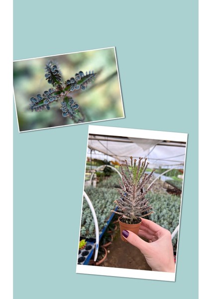 Mavi Aşkın Gözyaşı Bitkisi Kampanya