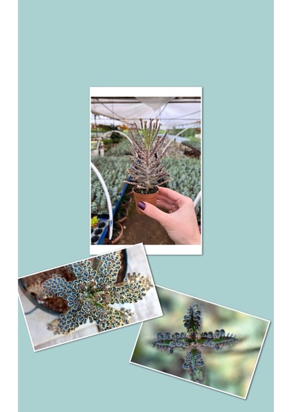 Mavi Aşkın Gözyaşı Bitkisi Kampanya fiyatları