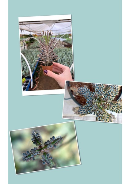 Mavi Aşkın Gözyaşı Bitkisi Kampanya modelleri