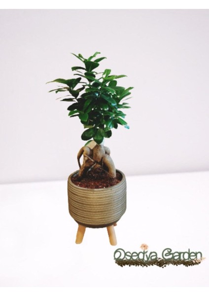 Dekoratif Saksıda Bonsai Ficus Ginseng