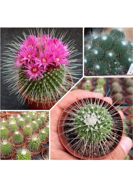 Mammillaria Spinosissima Kaktüs 5.5 Saksıda