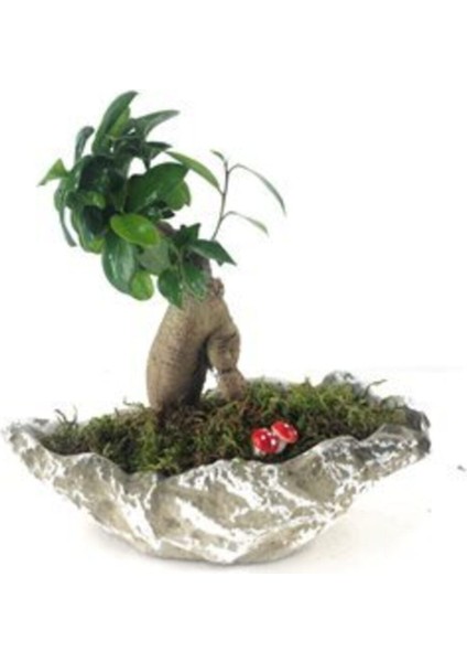 Ficus Ginseng Bonsai & Gri Roda Beton Saksıda Hediyelik Canlı Çiçek