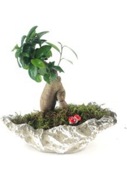 Ficus Ginseng Bonsai & Gri Roda Beton Saksıda Hediyelik Canlı Çiçek modelleri
