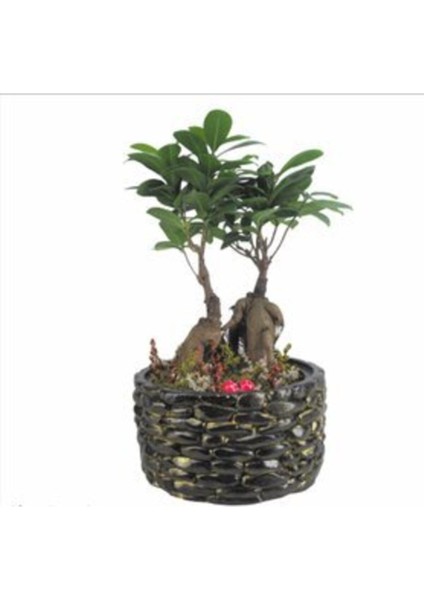 Ficus Ginseng Bonsai & Siyah Honey Beton Saksıda Hediyelik Canlı Çiçek