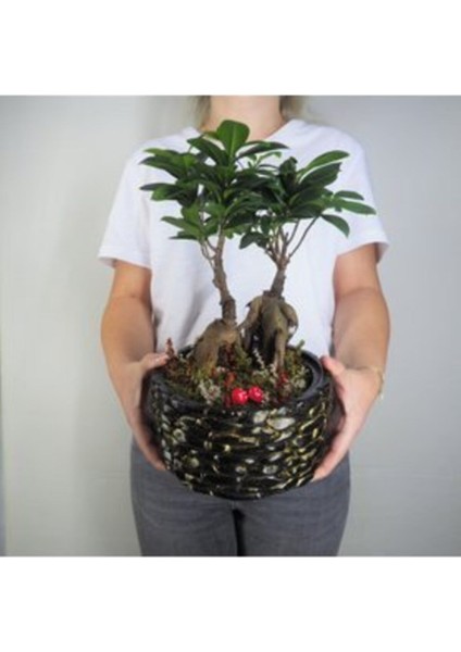 Ficus Ginseng Bonsai & Siyah Honey Beton Saksıda Hediyelik Canlı Çiçek