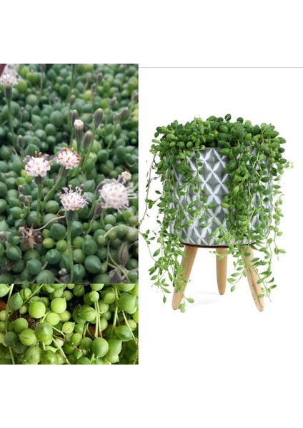 Dekoratif Saksıda Senecio Tespih Çiçeği