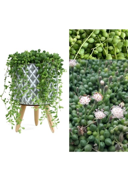 Dekoratif Saksıda Senecio Tespih Çiçeği + Hediye Sukulent