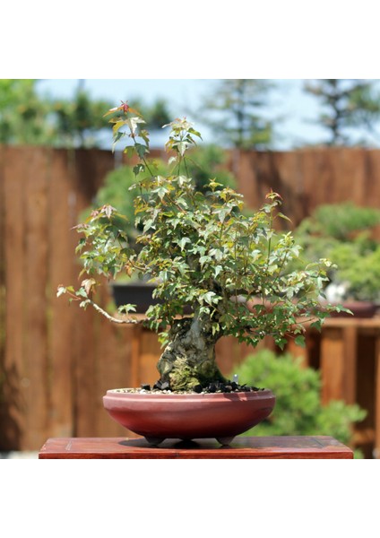 Üç Dişli Akçaağaç Bonsai - NO.650