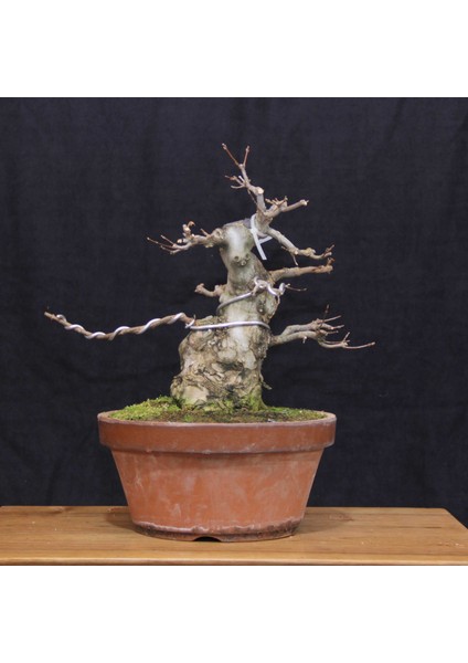 Üç Dişli Akçaağaç Bonsai - NO.650