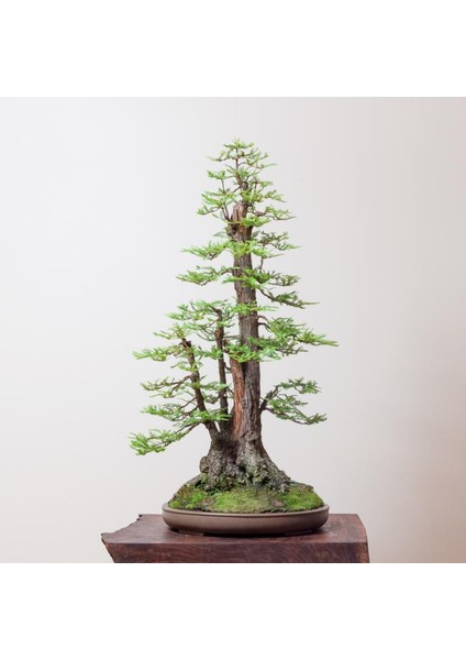 Tohumdan Bonsai Başlangıç Kiti - Amerikan Sekoya Ağacı