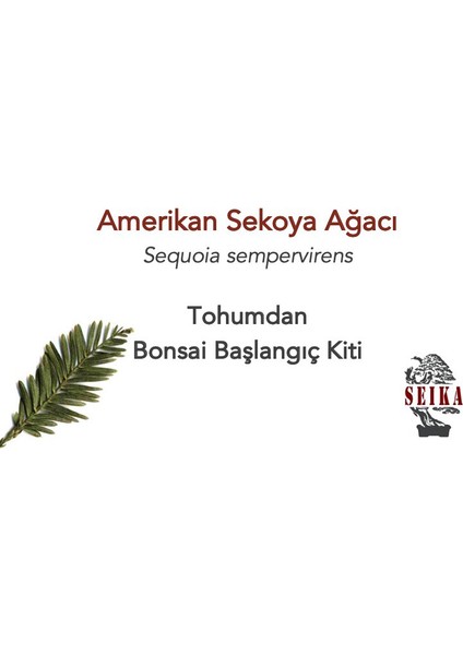 Tohumdan Bonsai Başlangıç Kiti - Amerikan Sekoya Ağacı