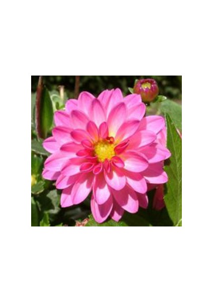 Dahlia (Yıldız) Çiçeği Tohumu 30 Adet