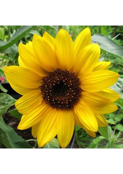 Süs Ayçiçeği Tohumu 50 Adet