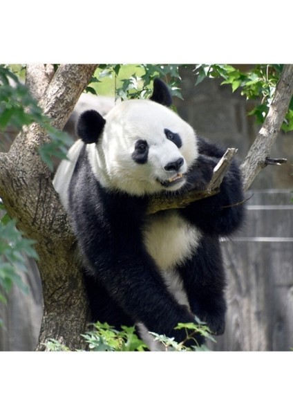 Ulusal Hayvanat Bahçesinde Dev Panda Bei Bei Tablo Ahşap Poster Dekoratif