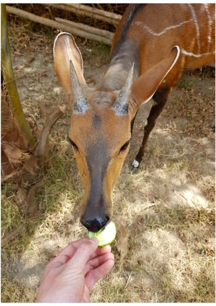 Sierra Leone Geyiği (Bushbuck) Tablo Ahşap Poster Dekoratif