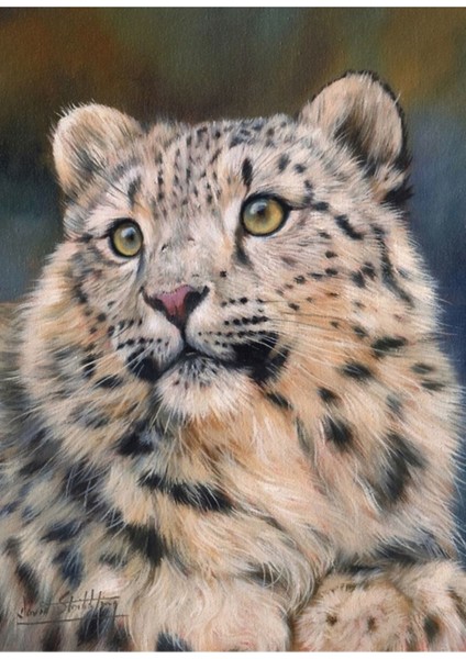 Genç Kar Leoparı Portre Tablo Ahşap Poster Dekoratif