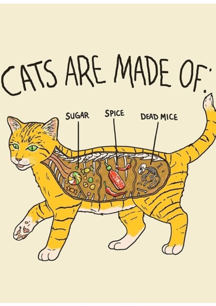 Kedi Anatomisi Tablo Ahşap Poster Dekoratif