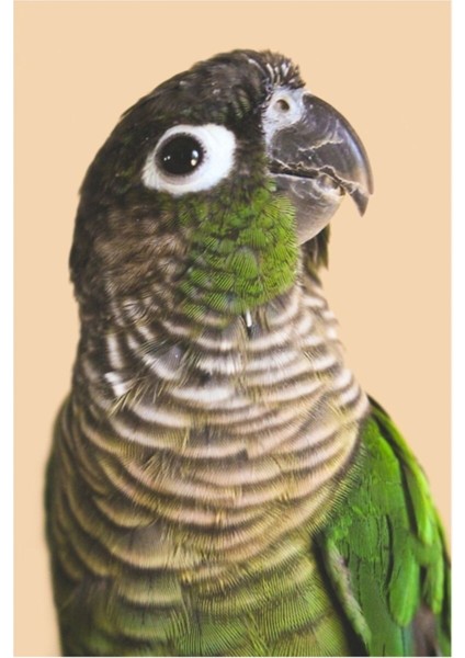 Yeşil Yanak Conure Tablo Ahşap Poster Dekoratif