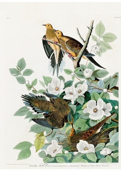 Carolina Kaplumbağa Güvercini, Amerika Kuşları, John James Audubon Tablo Ahşap Poster Dekoratif