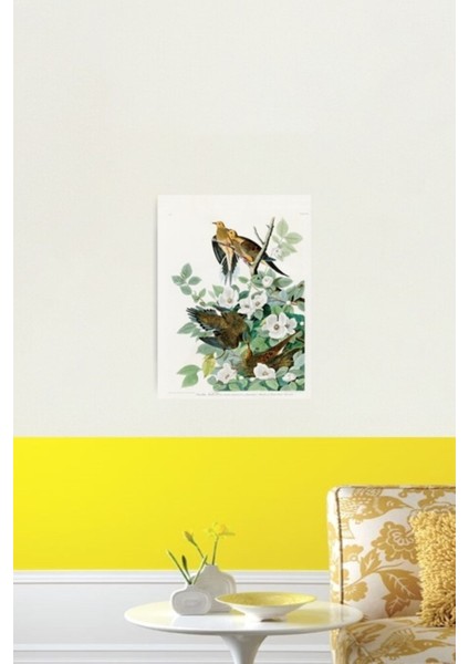 Carolina Kaplumbağa Güvercini, Amerika Kuşları, John James Audubon Tablo Ahşap Poster Dekoratif fiyatları