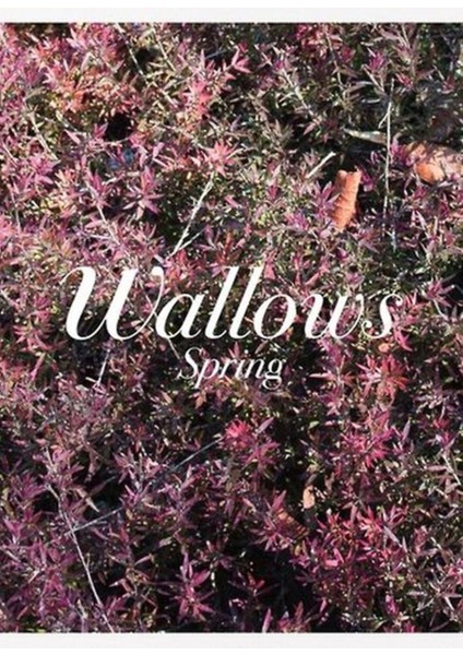 Wallows Spring Tablo Ahşap Poster Dekoratif