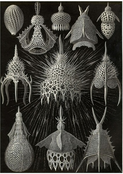 Deniz Anemonu - Ernst Haeckel Tablo Ahşap Poster Dekoratif