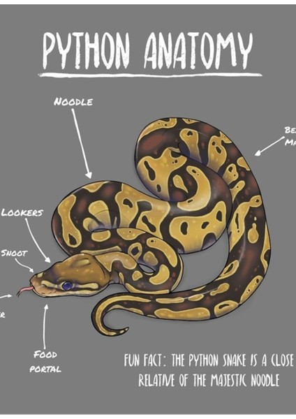 Python Anatomisi Tablo Ahşap Poster Dekoratif