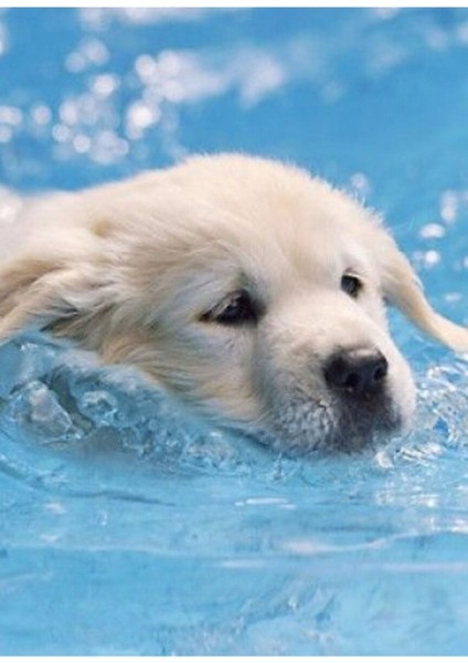 Sevimli Köpek Yavrusu Labrador Yüzme Tablo Ahşap Poster Dekoratif