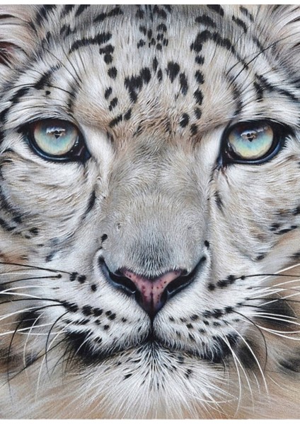 Vahşi Doğanın Yüzleri - Kar Leoparı Tablo Ahşap Poster Dekoratif