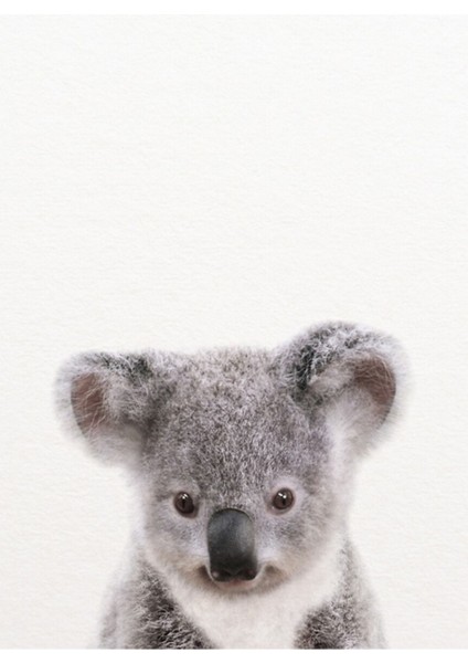 Bebek Koala, Bebek Hayvanlar Sanatsal Baskı Synplus Tablo Ahşap Poster Dekoratif