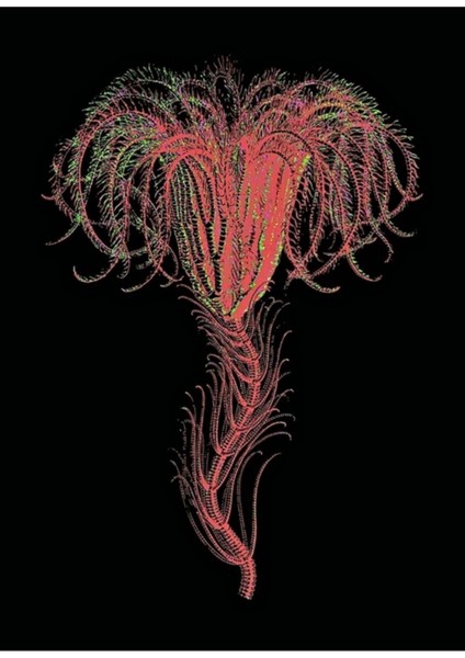 Şeftali Crinoidea Deniz Zambak Tablo Ahşap Poster Dekoratif