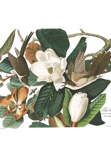 Kara Gagalı Guguk Kuşu - John James Audubon Tablo Ahşap Poster Dekoratif