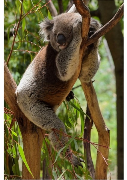 Koala-T Tablo Ahşap Poster Dekoratif