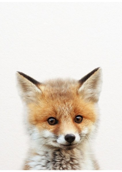 Baby Fox, Baby Animals Sanatsal Baskı Synplus Tablo Ahşap Poster Dekoratif