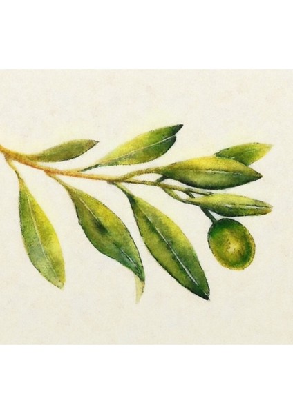 Zeytin Dalı Tablo Ahşap Poster Dekoratif