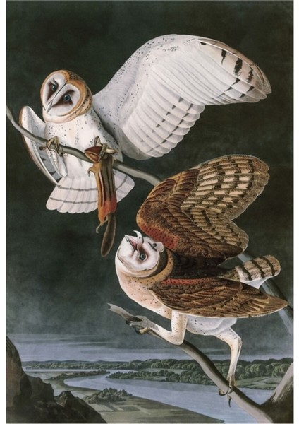 Peçeli Baykuşlar, Amerika Kuşları, John James Audubon Tablo Ahşap Poster Dekoratif
