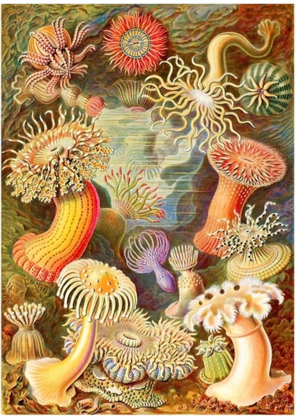 Deniz Anemonları, Ernst Haeckel Tablo Ahşap Poster Dekoratif