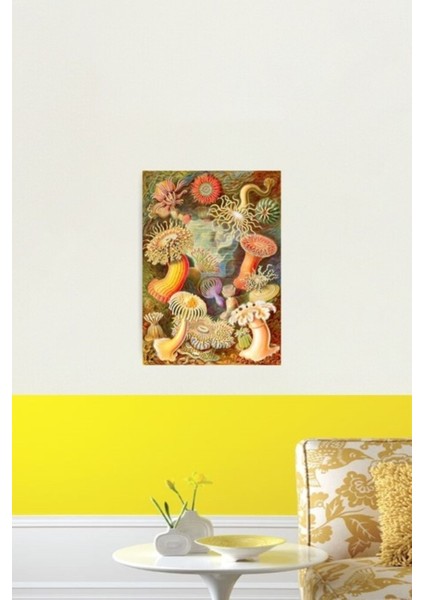 Deniz Anemonları, Ernst Haeckel Tablo Ahşap Poster Dekoratif fiyatları