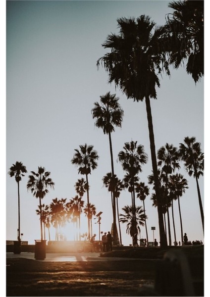 Palmiye Ağaçları Vi / Venedik Plajı, California Tablo Ahşap Poster Dekoratif