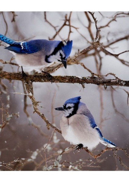 Blue Jays - Shirley's Bay, Ottawa Tablo Ahşap Poster Dekoratif