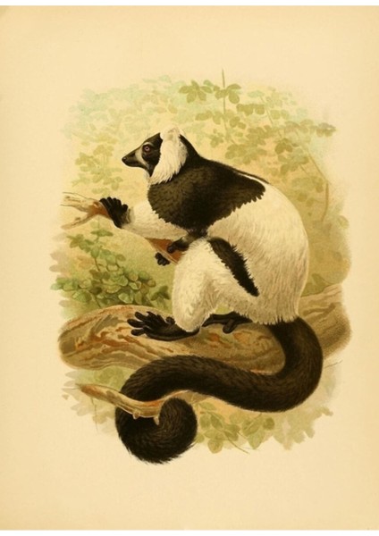 Madagaskar Adası'ndan Lemur Tablo Ahşap Poster Dekoratif