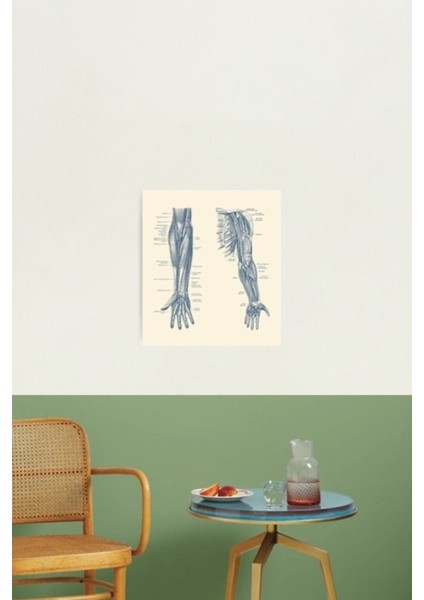 Kol ve El Şeması - Çift Görünüm - Vintage Anatomi Tablo Ahşap Poster Dekoratif fiyatları