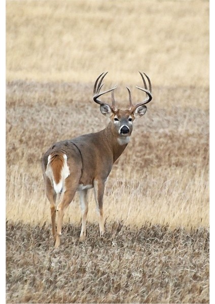 Whitetail Buck Tablo Ahşap Poster Dekoratif