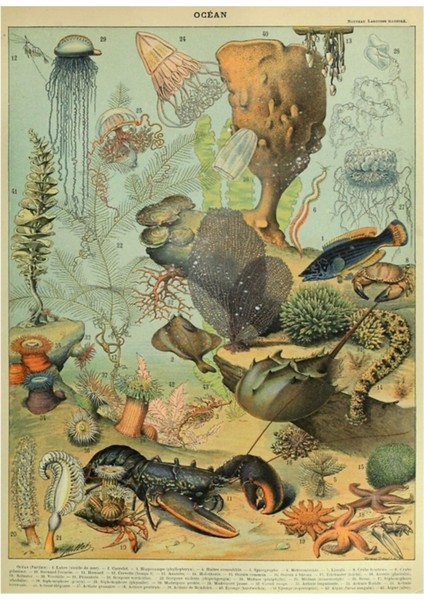 Adolphe Millot Ocean B Tablo Ahşap Poster Dekoratif