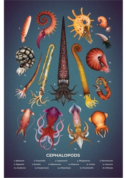 Kafadanbacaklılar Plaka Tablo Ahşap Poster Dekoratif