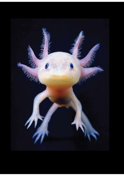 Axolotl Meksikalı Yürüyen Balık Sevimli Amfibi Axolotl Tablo Ahşap Poster Dekoratif