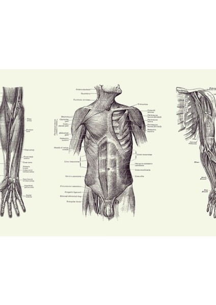 Erkek Üst Vücut Kas Sistemi - Çoklu Görünüm - Vintage Anatomy 2 Tablo Ahşap Poster Dekoratif