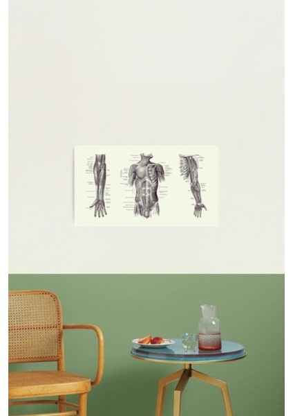 Erkek Üst Vücut Kas Sistemi - Çoklu Görünüm - Vintage Anatomy 2 Tablo Ahşap Poster Dekoratif