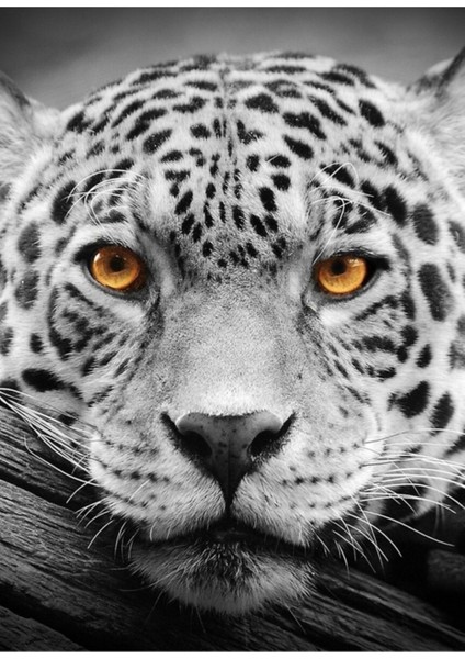 Jaguar Stare Tablo Ahşap Poster Dekoratif